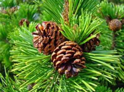 Посади дерево - дыши вместе с природой!